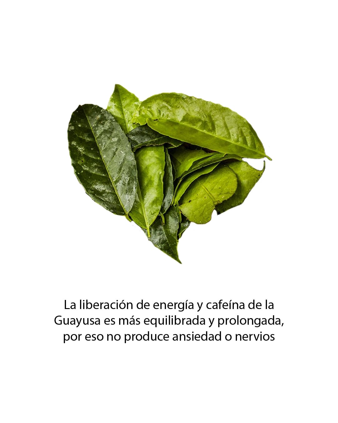 Guayusa focus te_Mesa de trabajo 1 copia 2